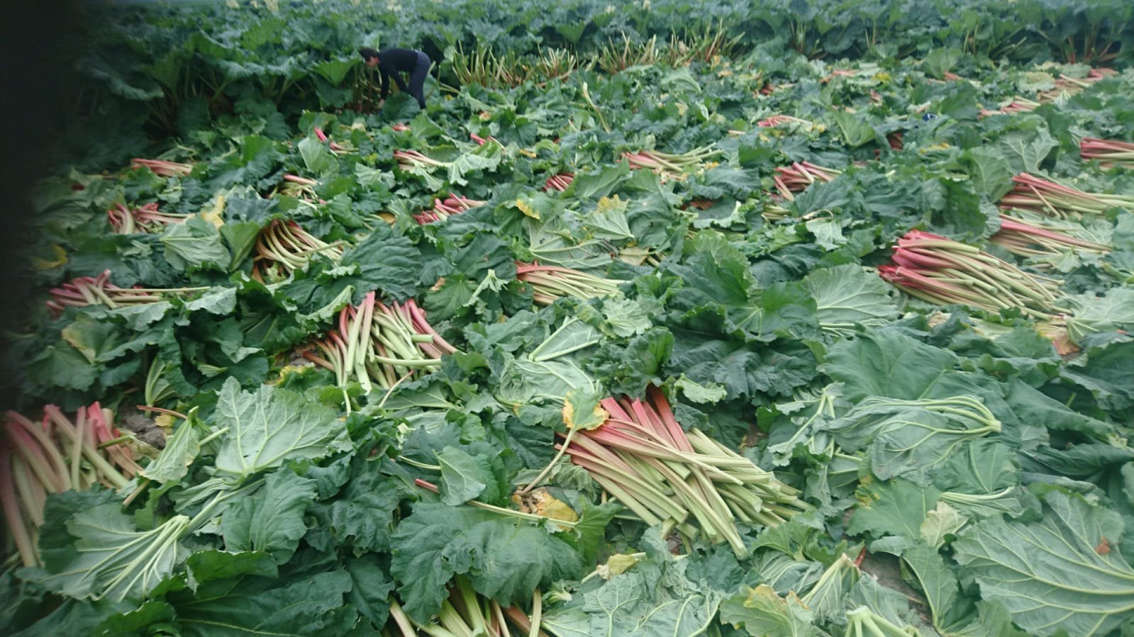 GRANDES QUANTITÉS DE PLANTS DE RHUBARBE RECHERCHÉES, Ne fleurit pas, Enlèvement, Plantes potagères, Pleine ombre