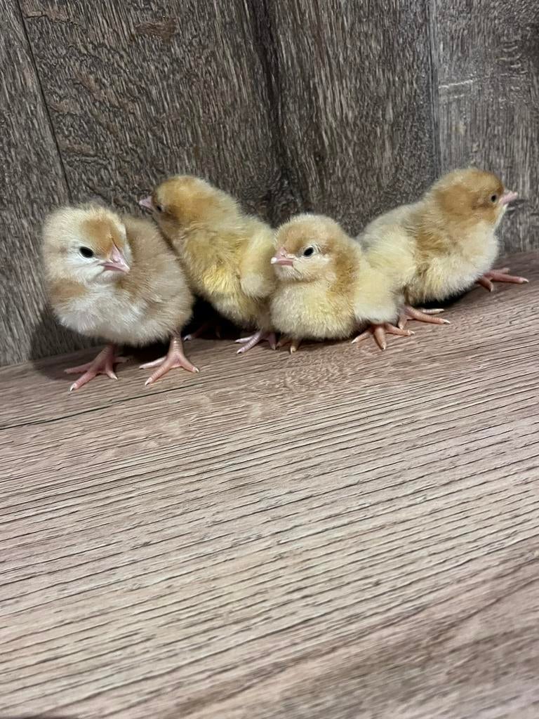 Pas geboren kuikentjes te koop, Animaux & Accessoires, Volatiles