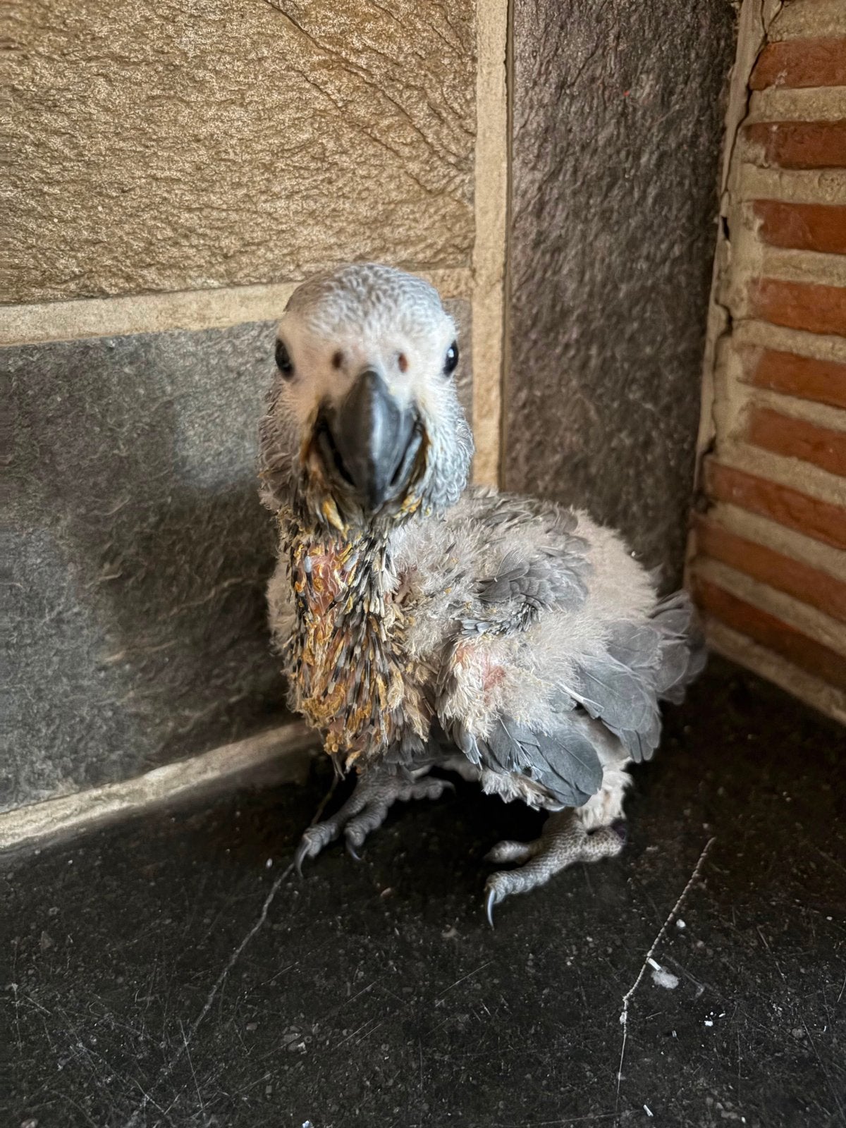 Baby grijze roodstaart, Perroquet, Domestique