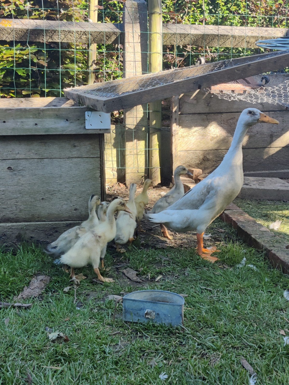 Kuikens Indische loopeenden, Dieren en Toebehoren, Pluimvee