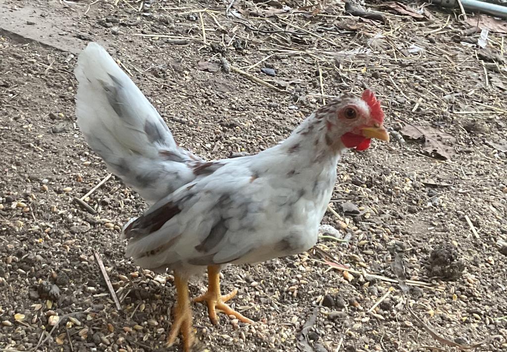 Seramahaantjes, Dieren en Toebehoren