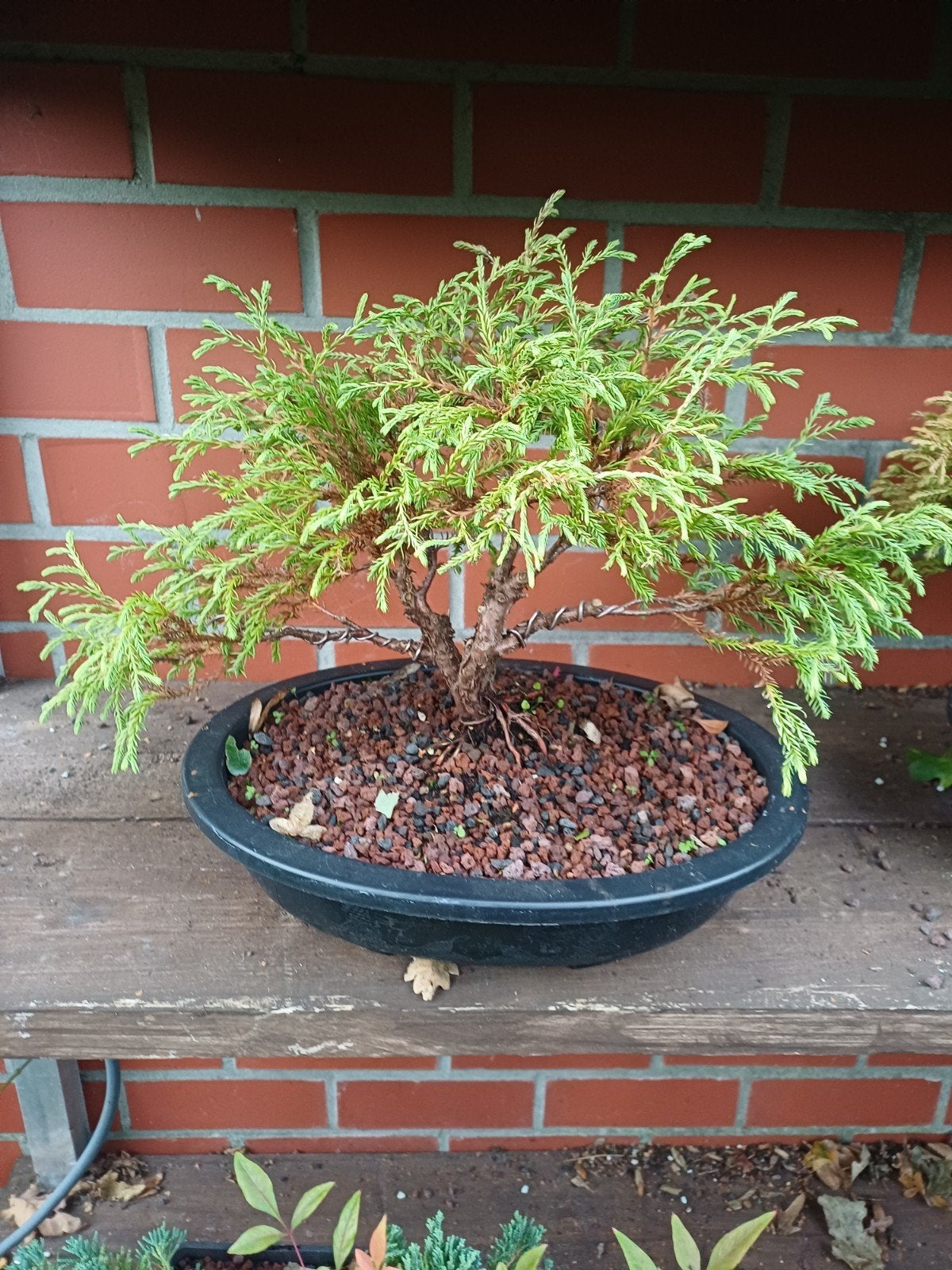 1 pre bonsai thuja, Tuin en Terras, Ophalen