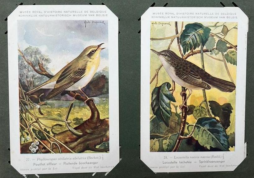 200 oude postkaarten thema vogels, Antiek en Kunst, Ophalen