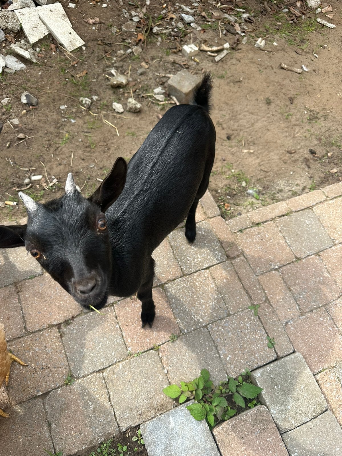 geitje, Dieren en Toebehoren, Geit