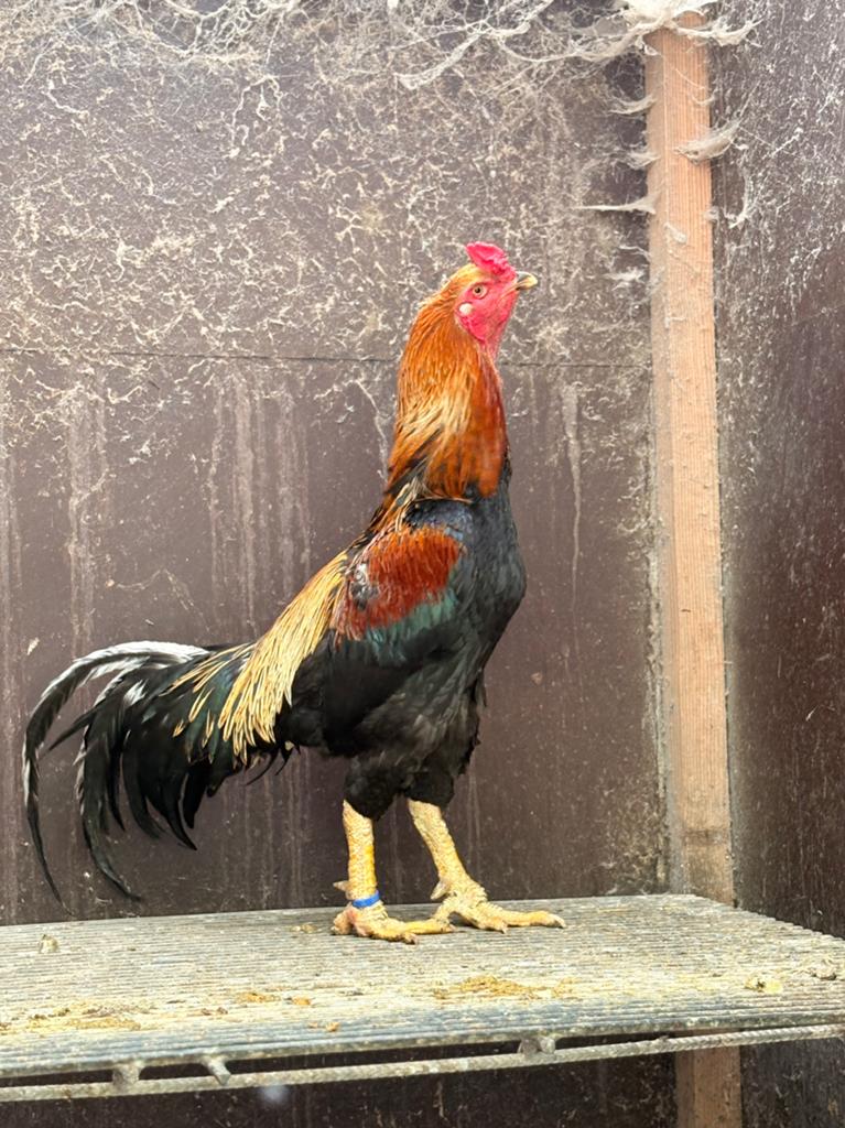 Kulang aseel hanen, Dieren en Toebehoren, Mannelijk, Kip