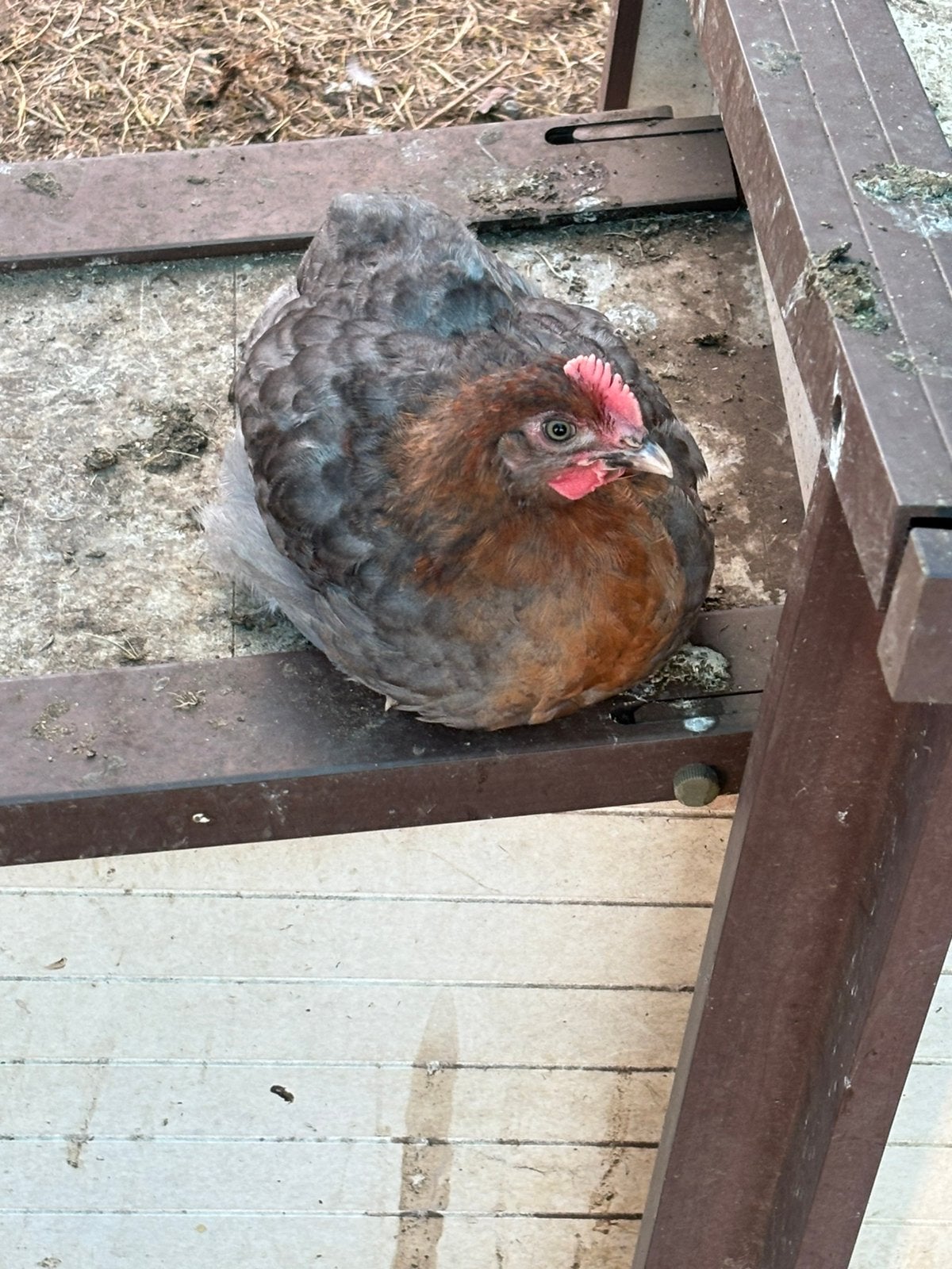 Blauw koper marans haan, Dieren en Toebehoren