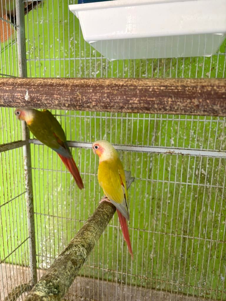 Couple de pyrrhura