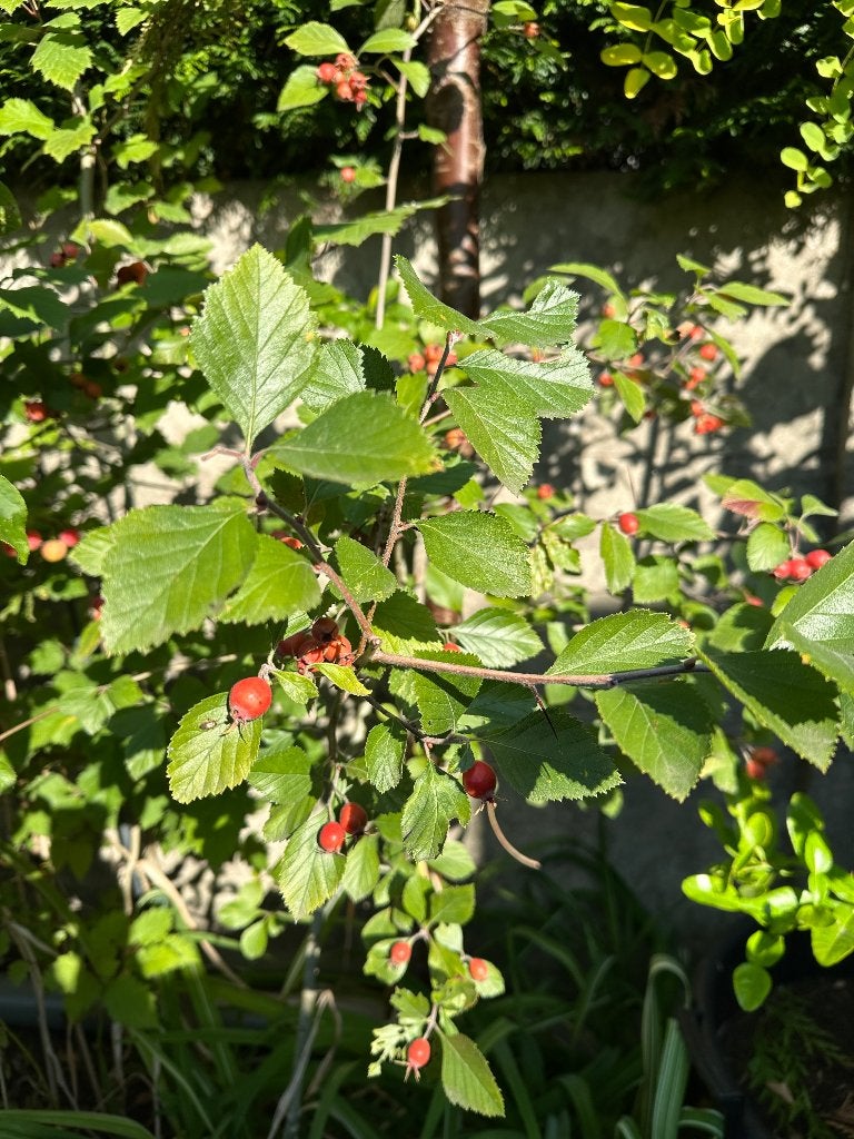 Meidoorn Crataegus Tomentosa, Tuin en Terras, Ophalen, Lente, Overige soorten, Volle zon