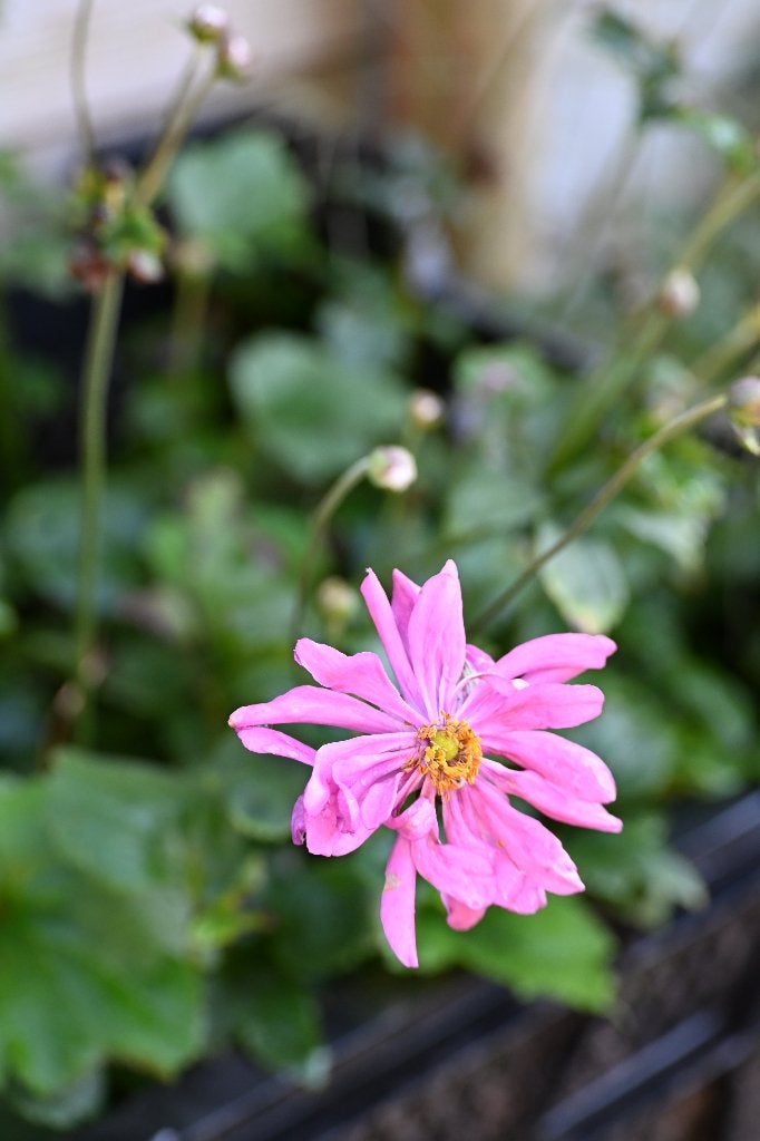 Anemone Prinz Heinrich P9, Tuin en Terras, Ophalen, Vaste plant