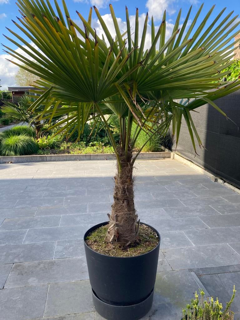 Palmboom met pot winterhard, Tuin en Terras, Ophalen