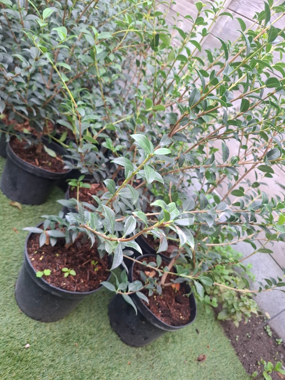 Osmanthus burkwoodii, Ophalen