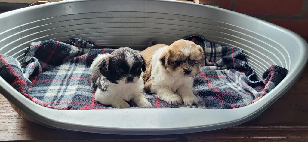 Shih Tzu pups, Dieren en Toebehoren, Honden | Chihuahua's en Gezelschapshonden, Meerdere dieren, Chihuahua, Fokker | Professioneel