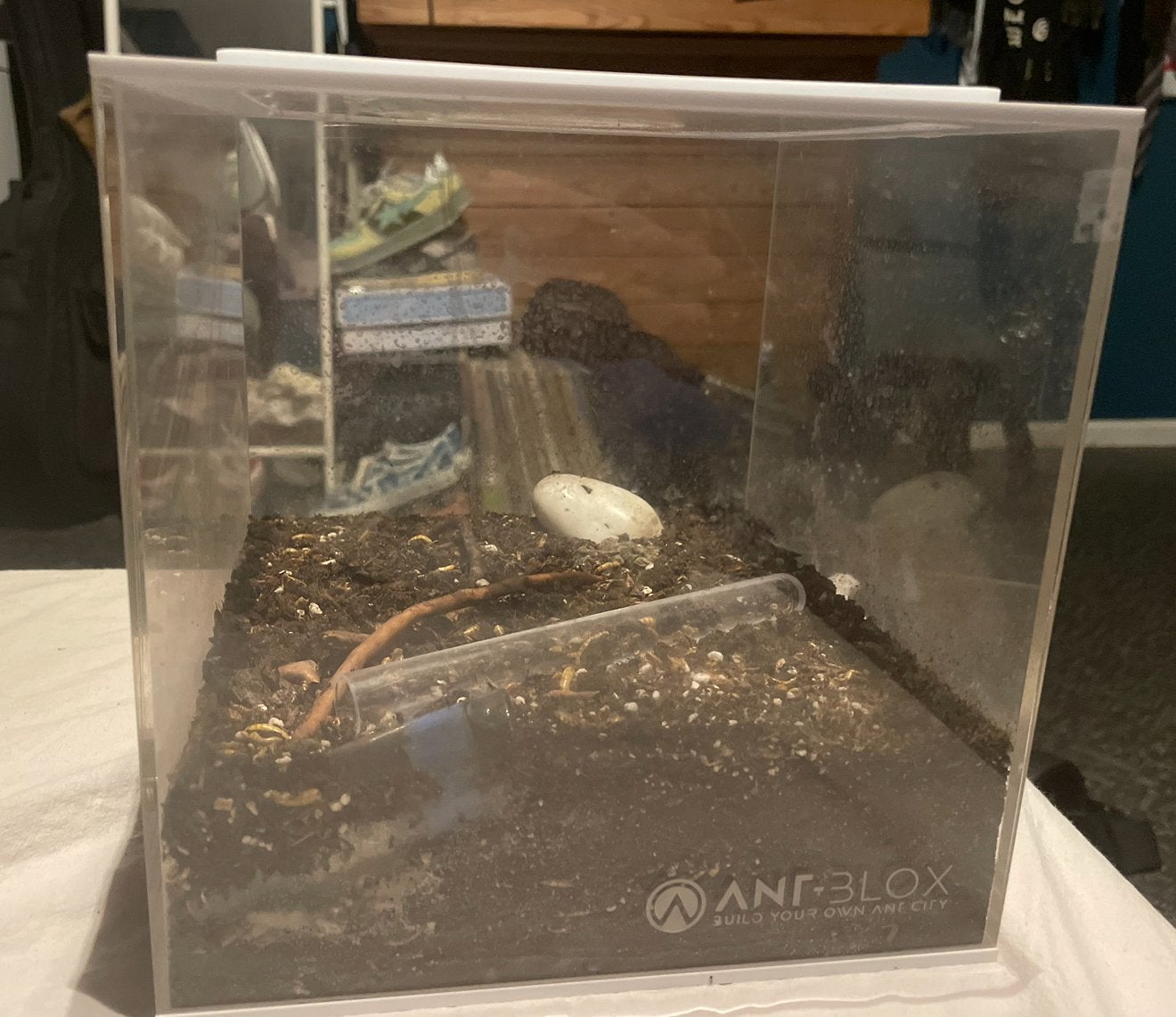 Pheidole pallidula kolonie mierenboerderij, Dieren en Toebehoren, Ophalen, Zo goed als nieuw, Terrarium of Paludarium