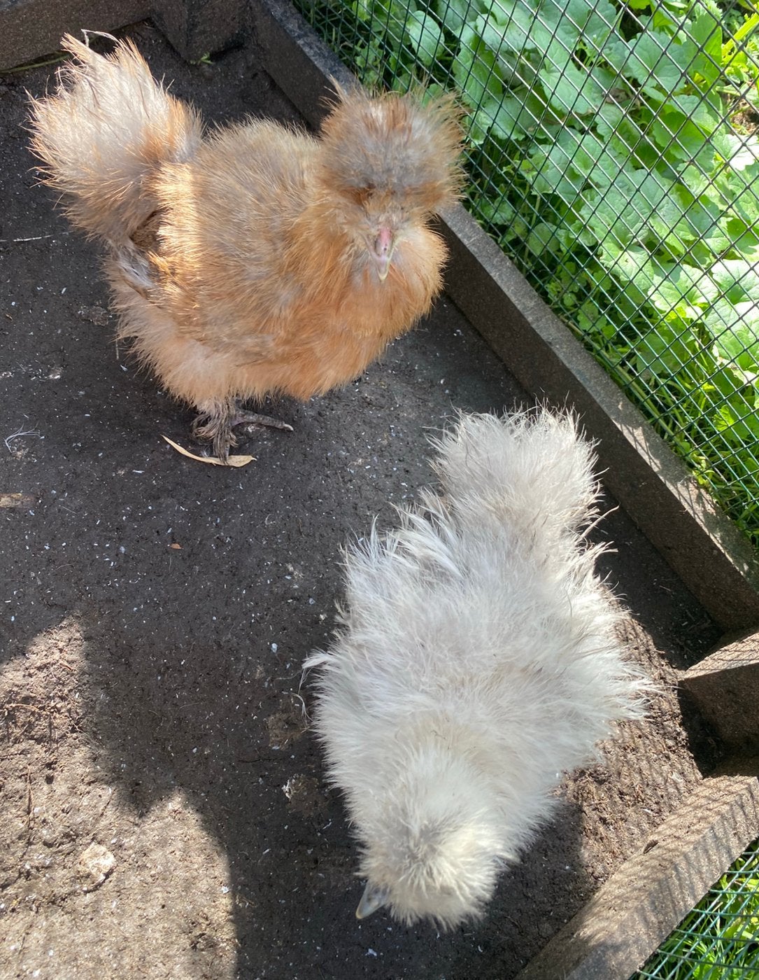 Zijdehoen kuikens, Dieren en Toebehoren, Pluimvee