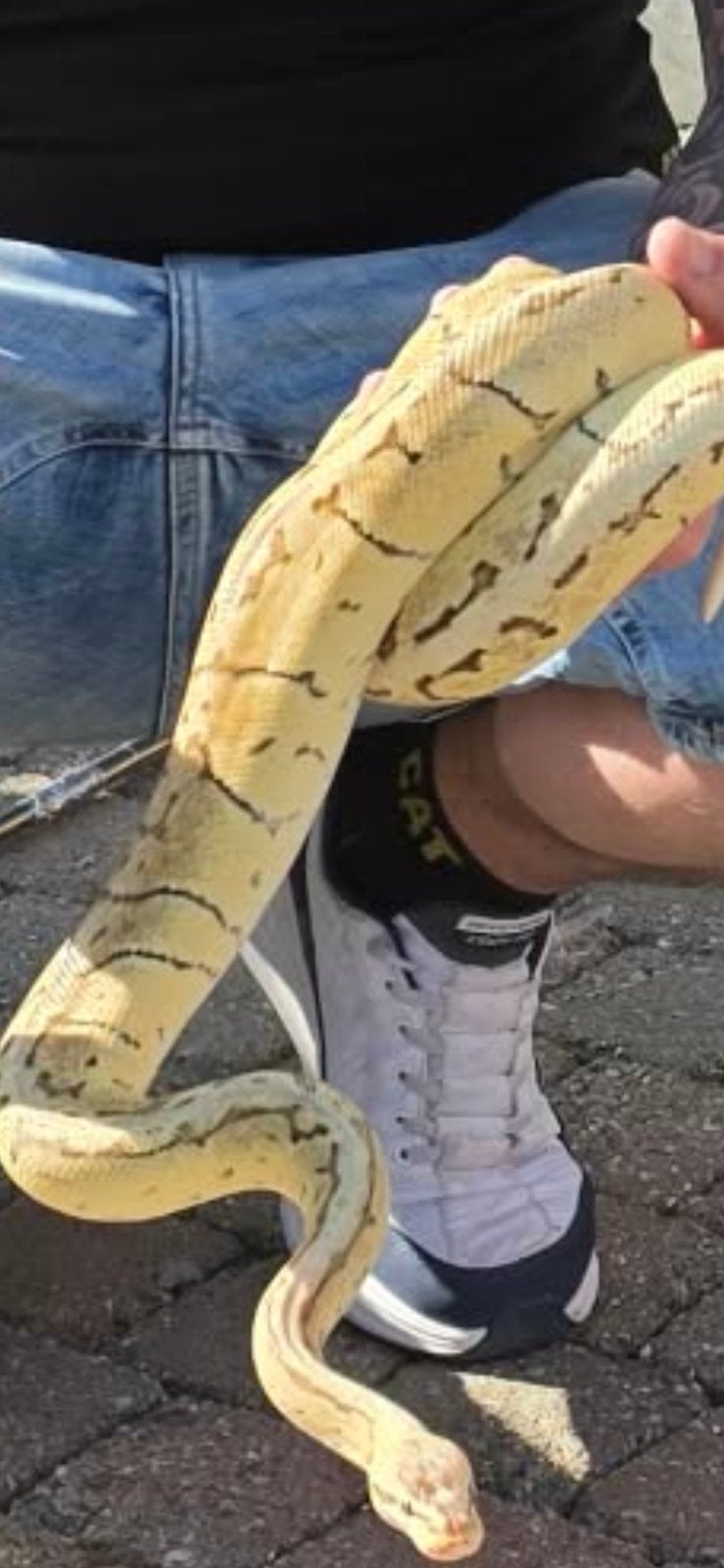 Koningspython pastel gost .. Ball Python photo 3
