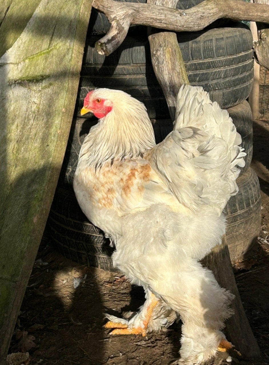 Prachtige forse Brahma haan, Dieren en Toebehoren, Mannelijk
