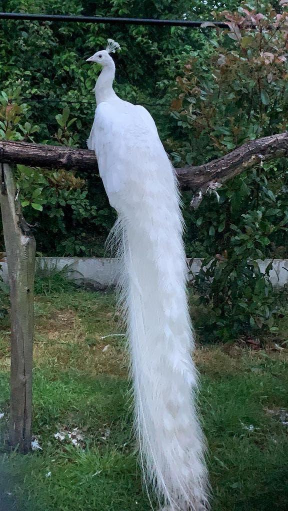 Witte pauwen, Dieren en Toebehoren