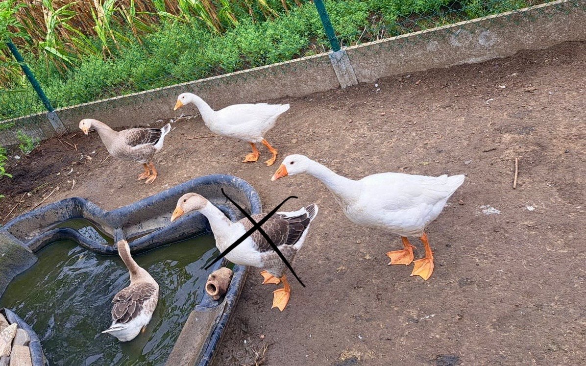 Ganzen, Dieren en Toebehoren, Pluimvee, Meerdere dieren, Gans of Zwaan