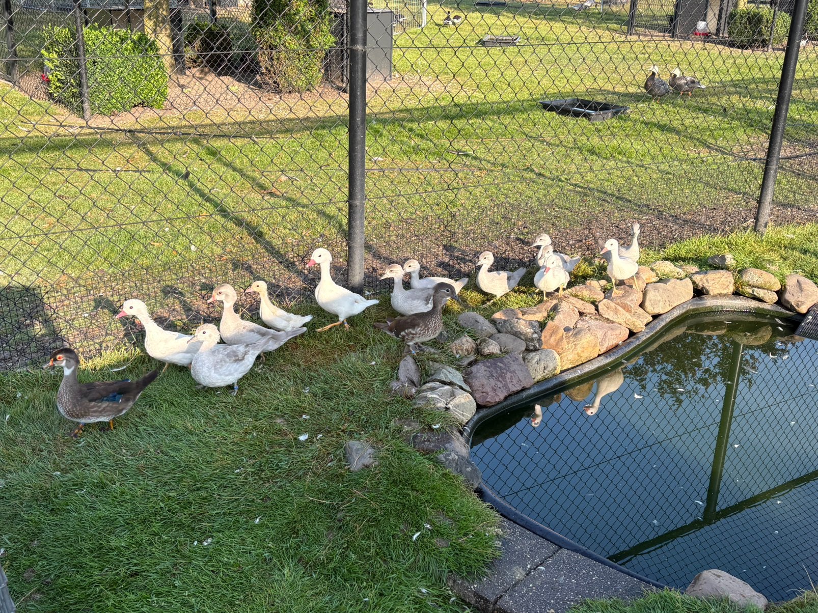 Mandarijn en Carolina eendjes, Animaux & Accessoires, Volatiles, Plusieurs animaux, Canard