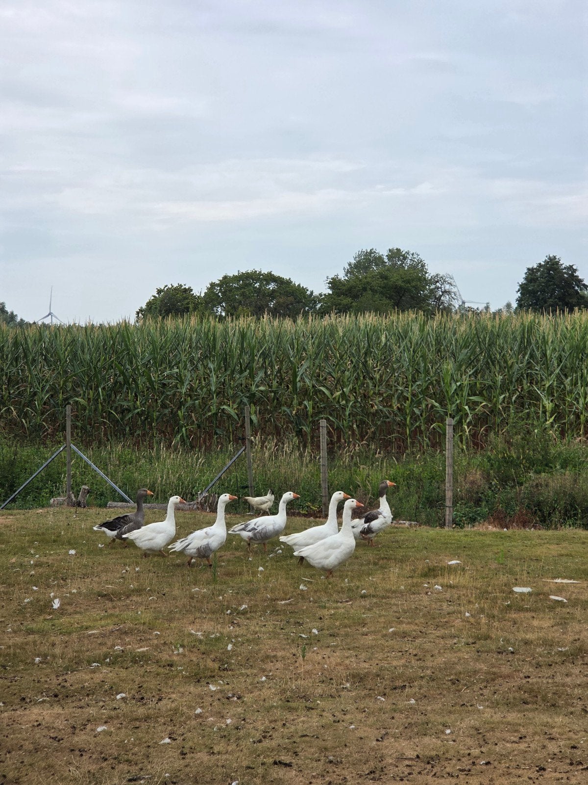 4 ganzen te verkrijgen, Dieren en Toebehoren, Pluimvee