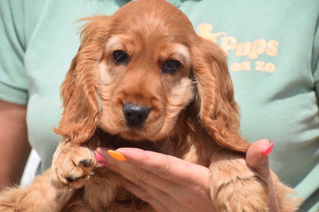 Chiots cockers anglais, Animaux & Accessoires, 15 semaines à 1 an, Hépatite contagieuse (maladie de Rubarth), Plusieurs, Belgique