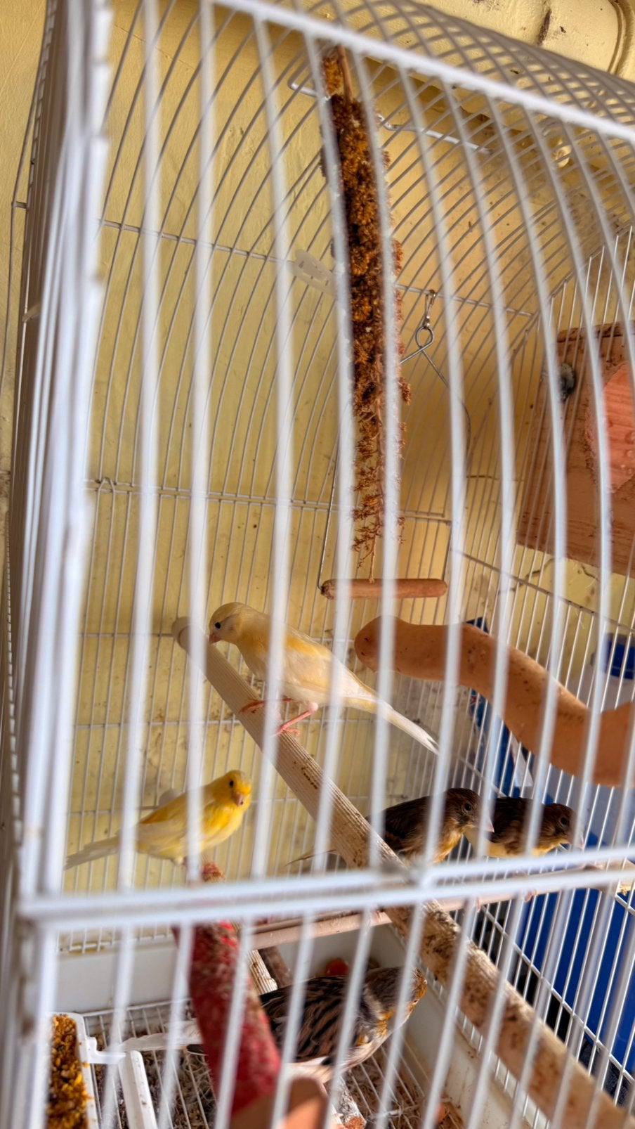Canari couple avec 3 bebe, Animaux & Accessoires