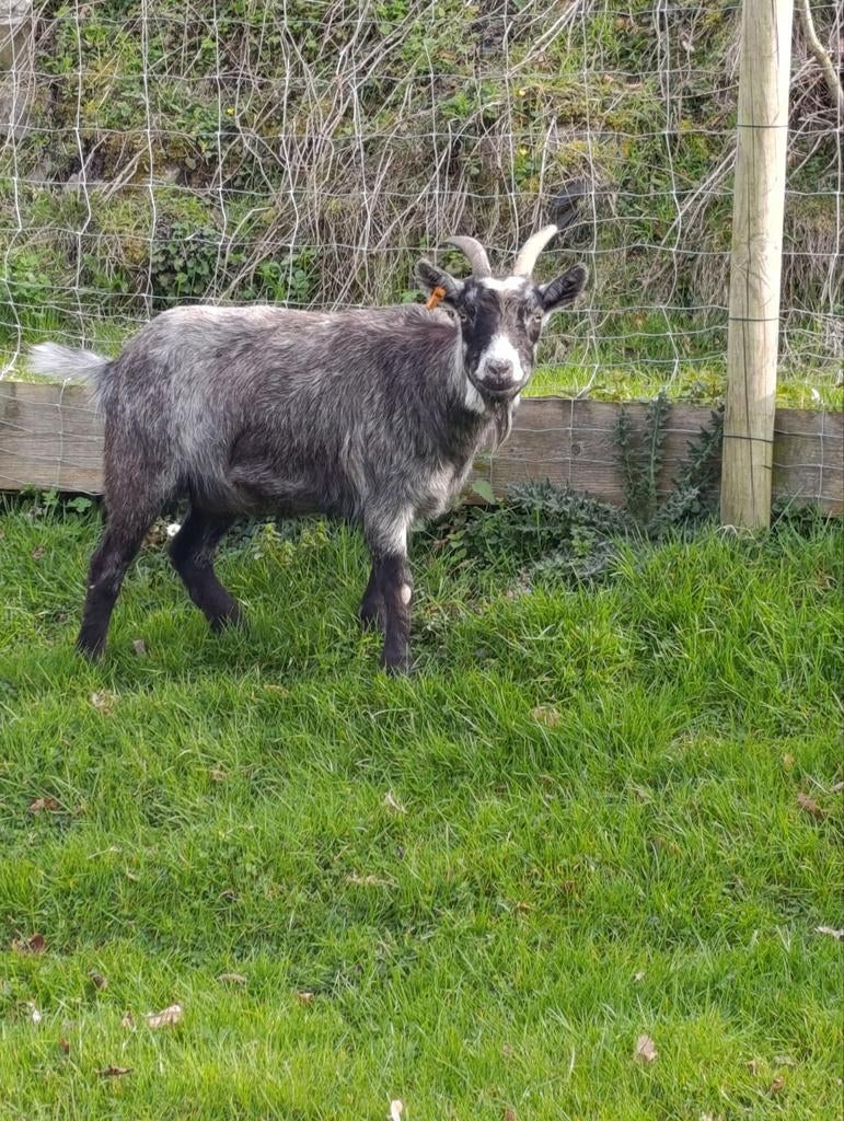 Dwerggeitmelkgeit, Dieren en Toebehoren