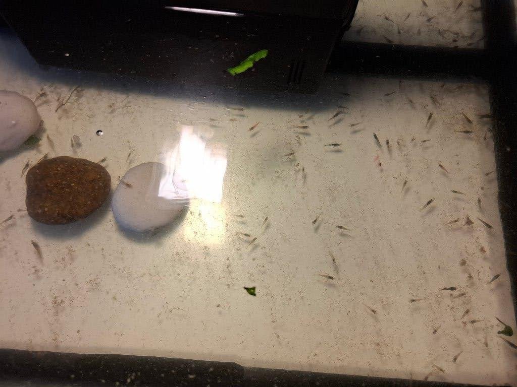Garnaaltjes grijs geworden., Dieren en Toebehoren, Vissen | Aquariumvissen, Kreeft, Krab of Garnaal, Zoetwatervis