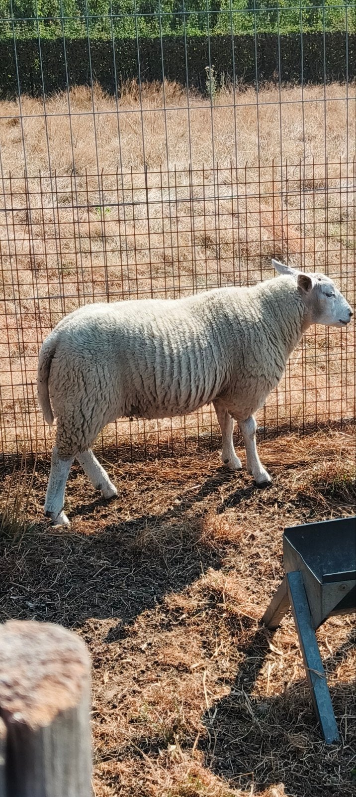ramlam te koop dekram 230.00euro, Dieren en Toebehoren