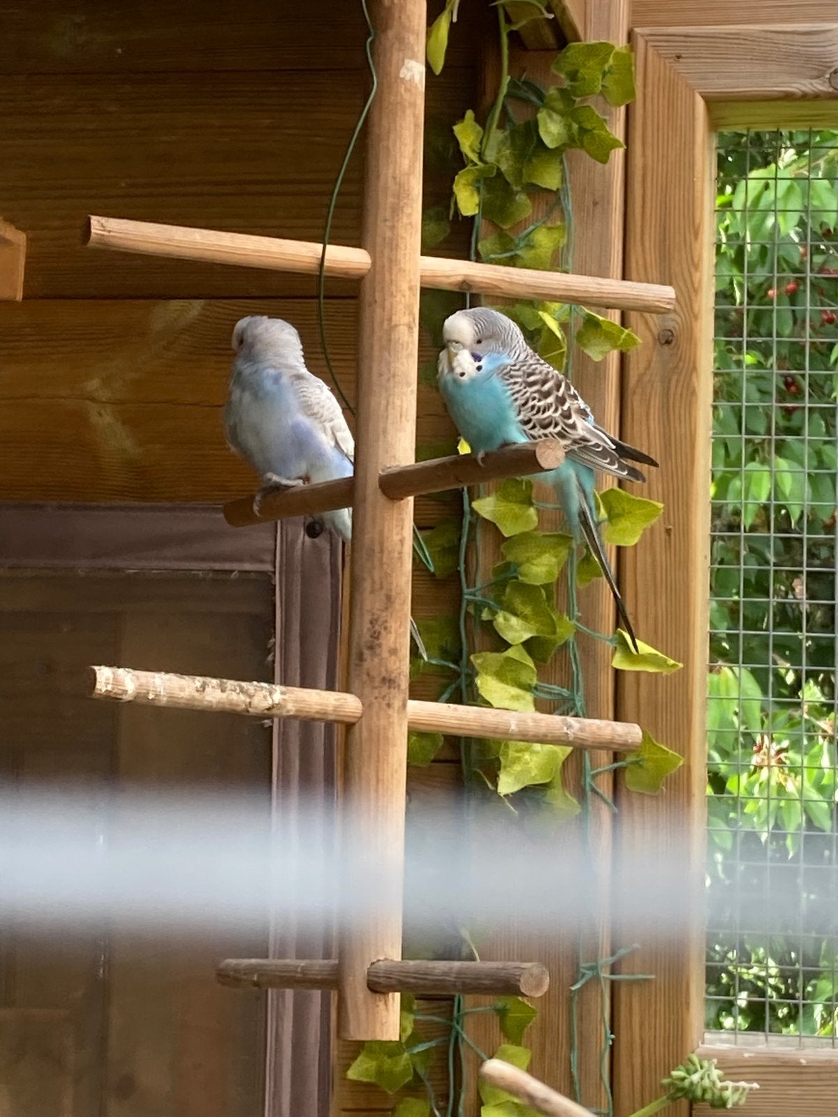 Grasparkieten, Dieren en Toebehoren, Vogels | Parkieten en Papegaaien