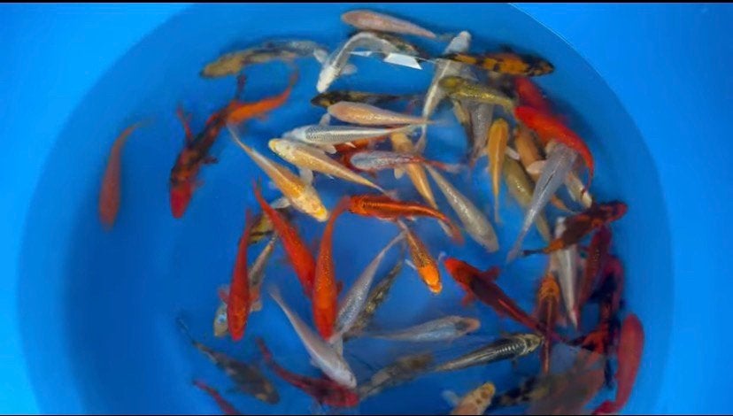 NIEUWE acties op alle Japanse koi., Dieren en Toebehoren, Vissen | Vijvervissen, Karper of Koi