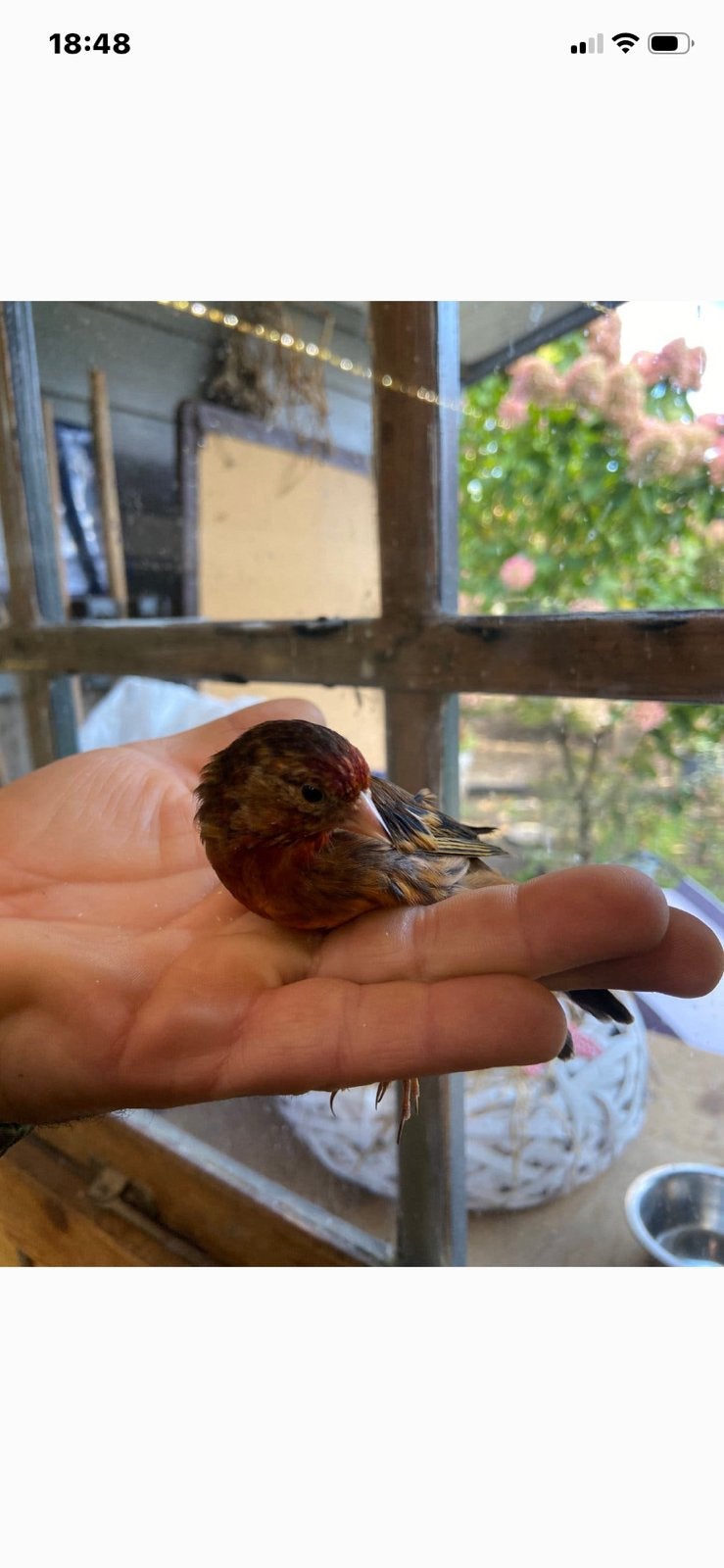 Kleine kruiser distel x kanarie, Dieren en Toebehoren, Mannelijk, Wildzangvogel, Geringd