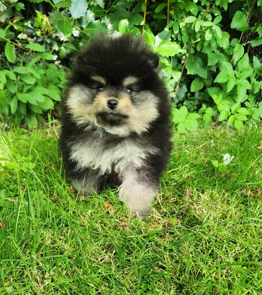 Pomeriaantjes reutjes, Loulou, Chien (mâle), Belgique, Plusieurs