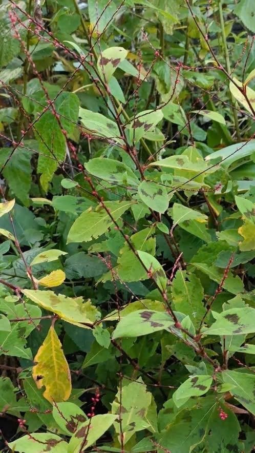 Persicaria virginiana 'Filiformis', mooie bloeier, Tuin en Terras, Vaste plant, Halfschaduw, Zomer, Ophalen
