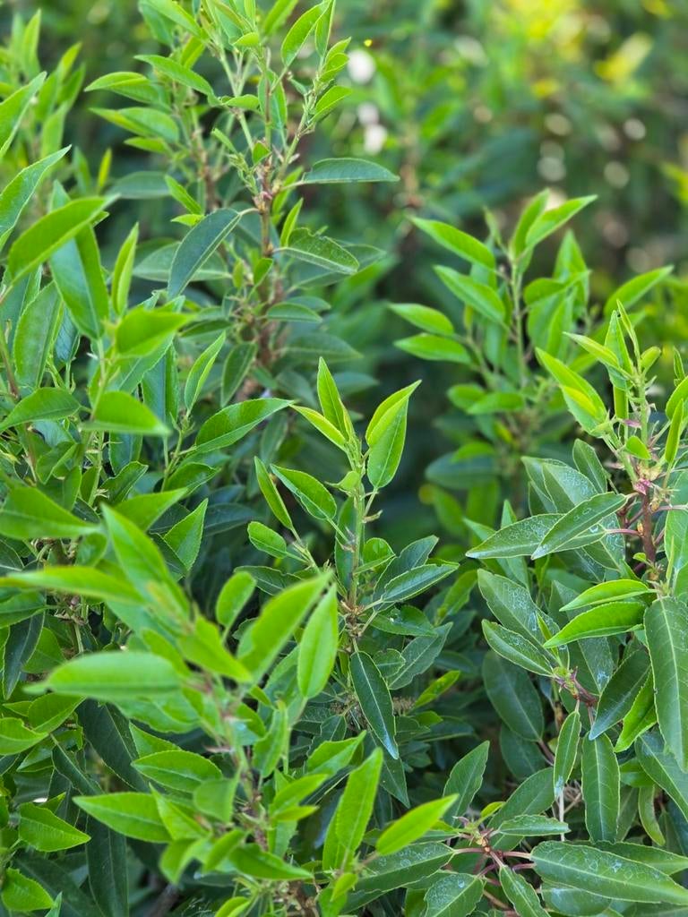 Laurier du Portugal (Prunus lusitanica) en pot, planter immé, Enlèvement ou Envoi, Laurier, Haie