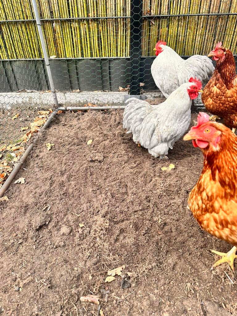 3 Cochin haantjes, Dieren en Toebehoren, Mannelijk, Kip