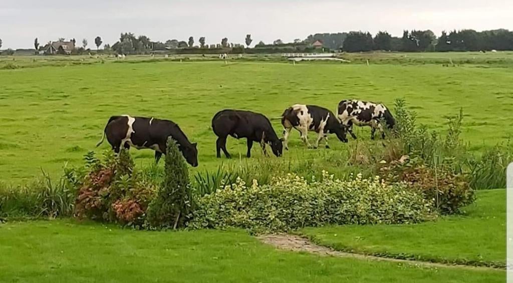Te koop gevraagd: goede dekrijpe dikbil vaarzen., Dieren en Toebehoren