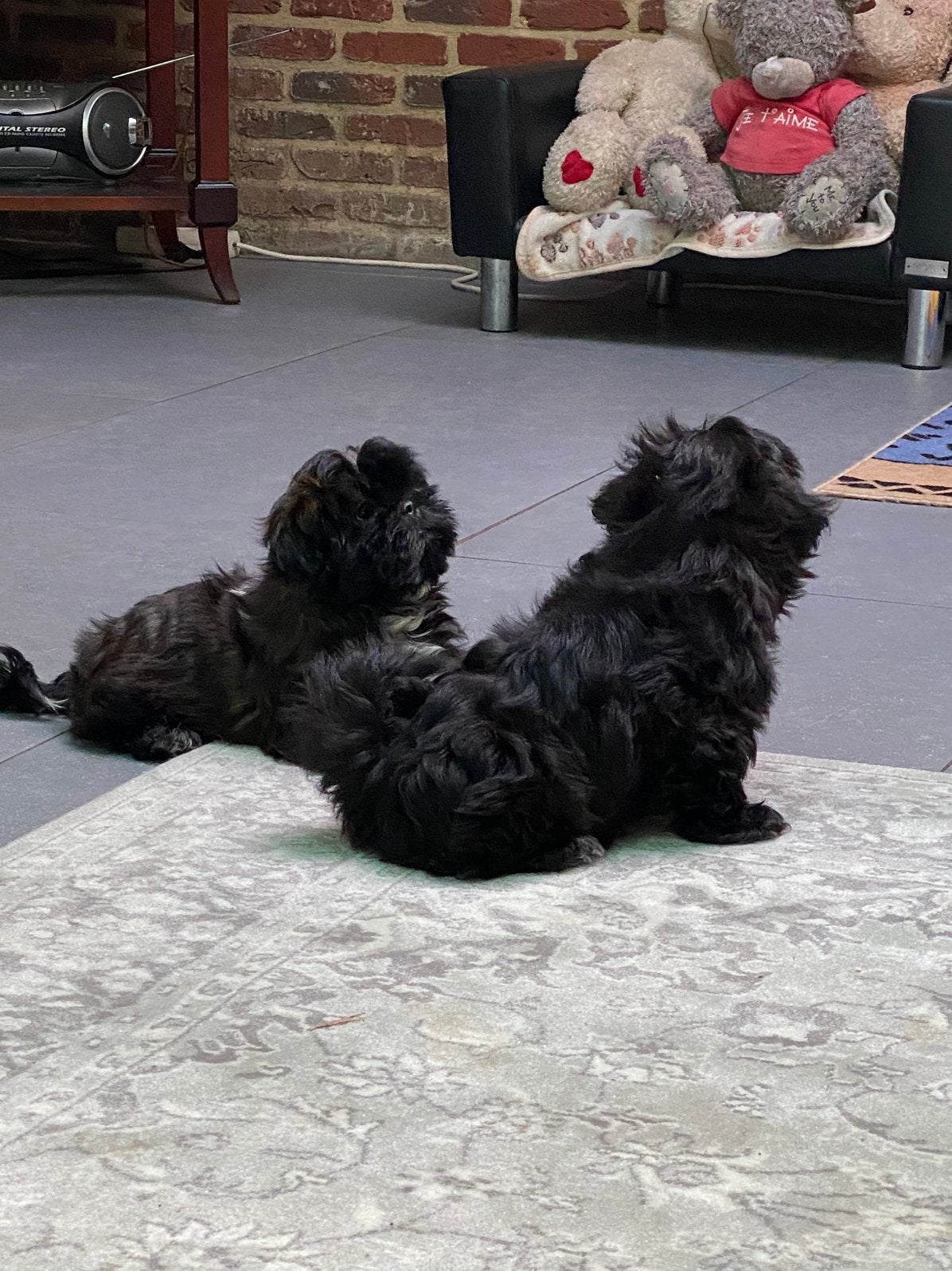 Shihtzu puppy’s, Dieren en Toebehoren, België, Overige rassen, CDV (hondenziekte), 8 tot 15 weken
