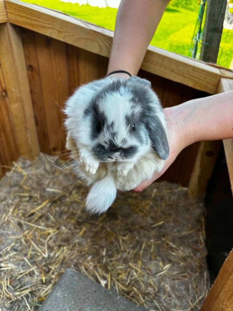 konijn, Dieren en Toebehoren, Konijnen, Mannelijk, Middelgroot, Hangoor, 0 tot 2 jaar