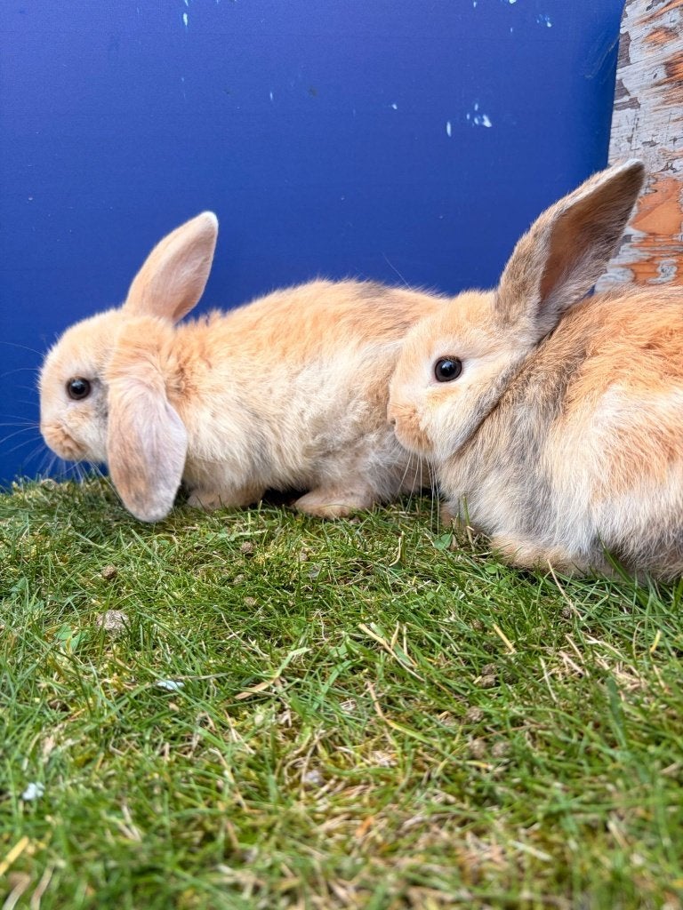 GEKRUISTE KONIJNEN, Dieren en Toebehoren, Konijnen, Meerdere dieren, Klein, 0 tot 2 jaar