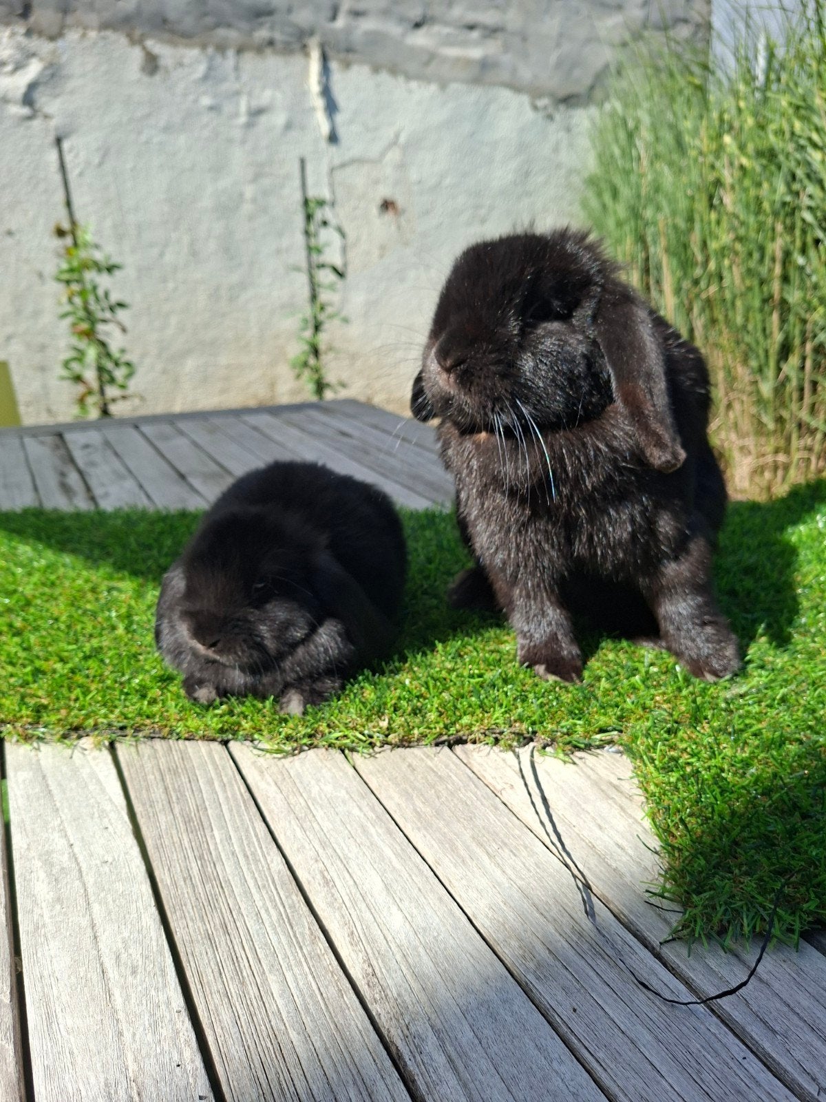 moeder en dochter minilop raszuiver NIET FOKGESCHIKT, Dieren en Toebehoren, Konijnen