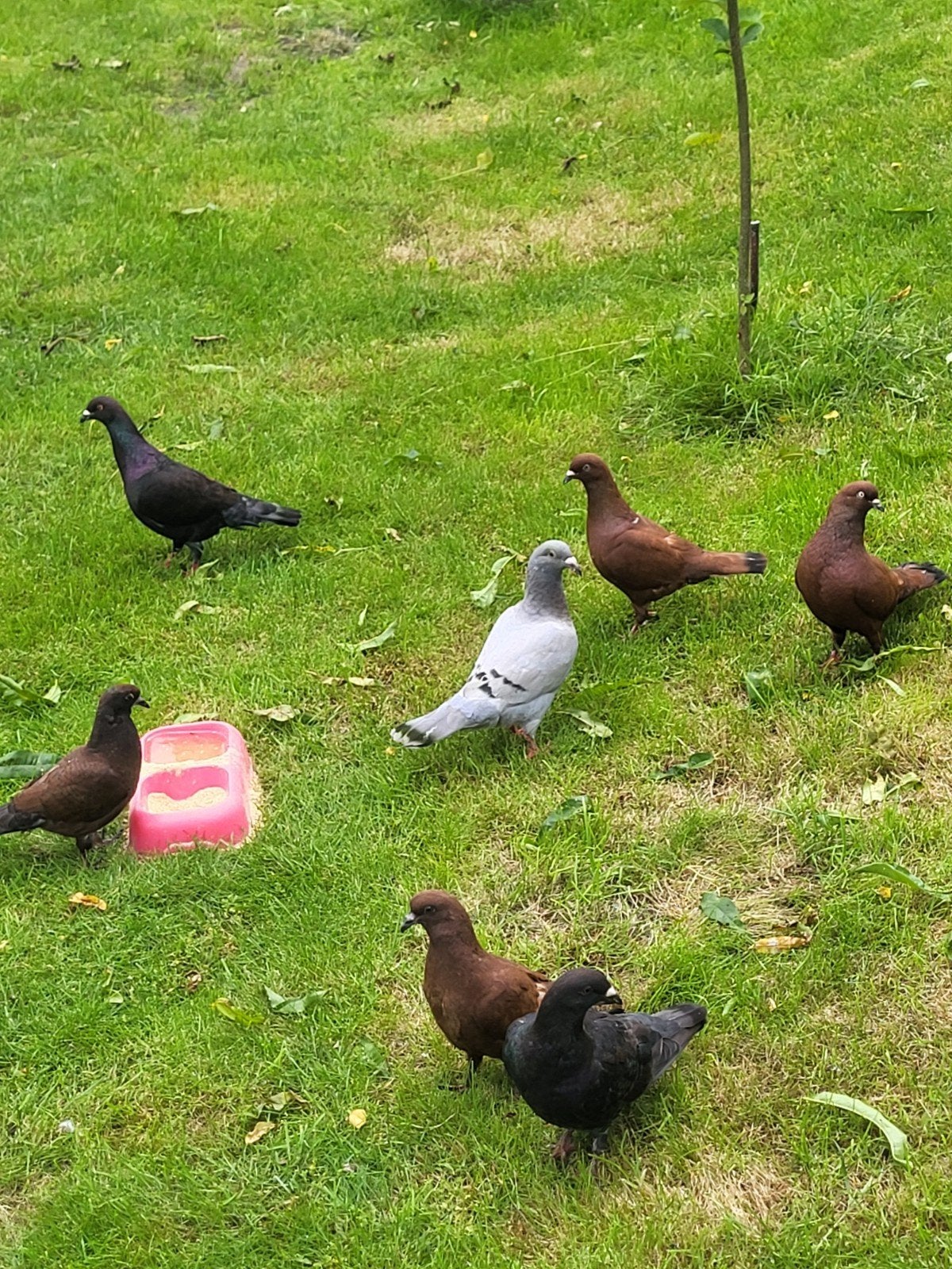7 duiven, 3 koppels, zie beschrijving, Dieren en Toebehoren, Vogels | Duiven
