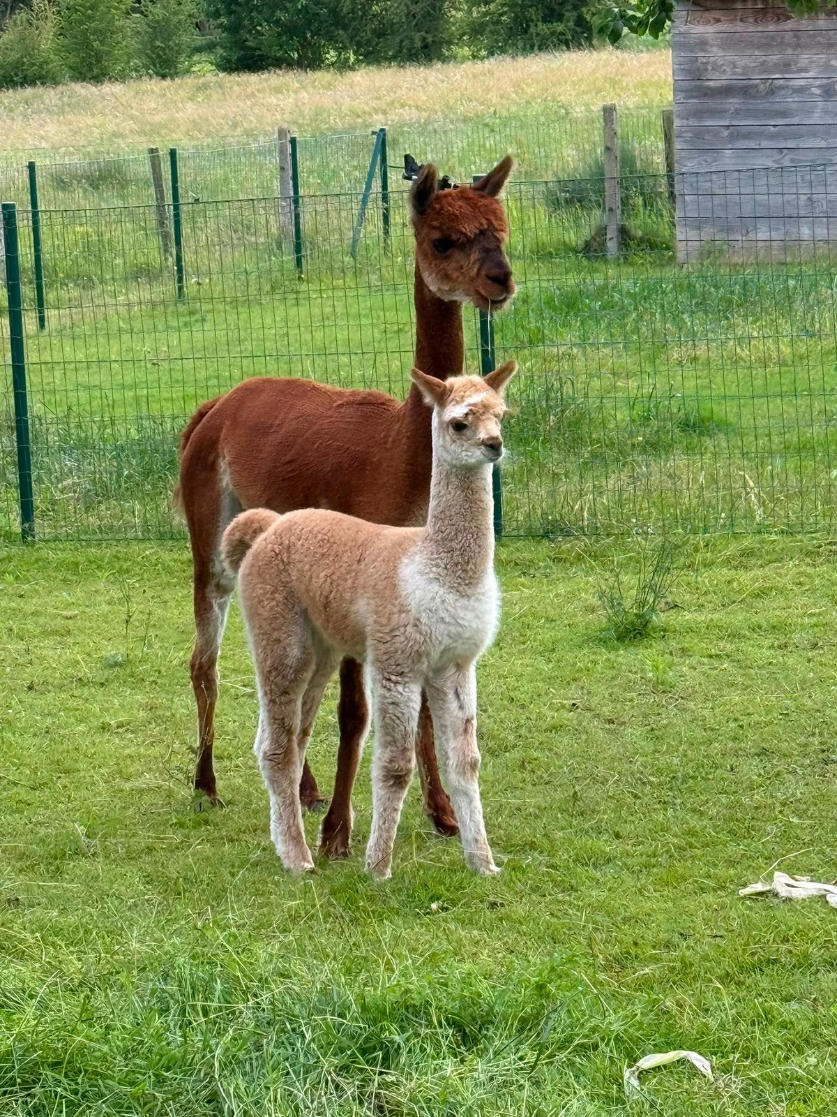 Alpaca mama en dochter, Animaux & Accessoires, Animaux Autre, Femelle, Juin