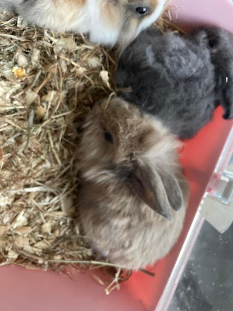 Beaux jeunes lapins nains (têtes de lions), Plusieurs animaux, Nain, 0 à 2 ans