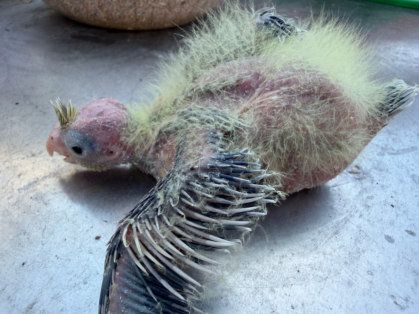 Bébé calopsite 10 jours a nourrir a la main, Dieren en Toebehoren, Ophalen, Nieuw