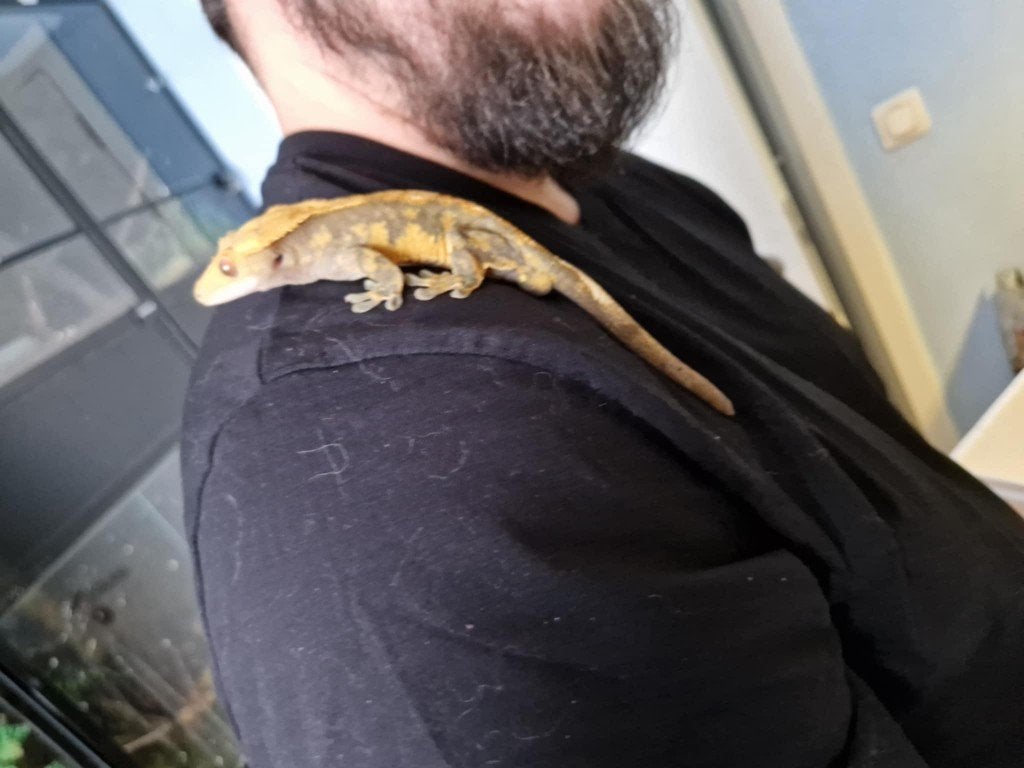wimpergekko, Animaux & Accessoires, Reptiles & Amphibiens, Autres espèces, Domestique, 0 à 2 ans