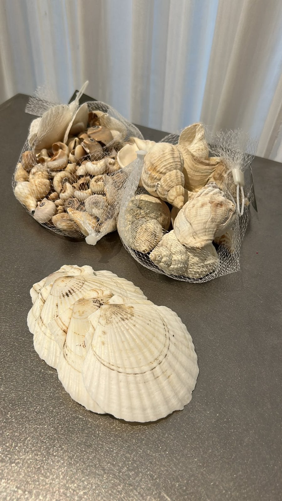 Grote set echte decoratieve schelpen, Enlèvement ou Envoi, Coquillage(s)