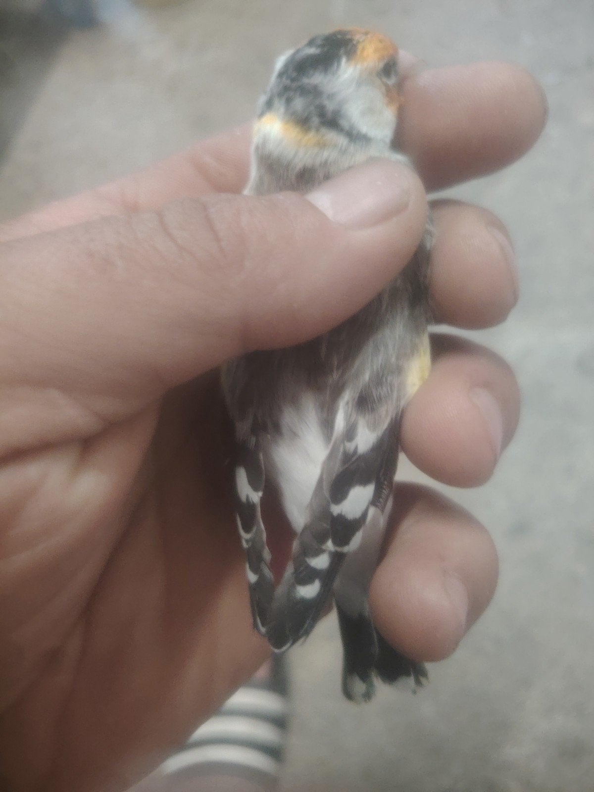 male chardonneret, Dieren en Toebehoren