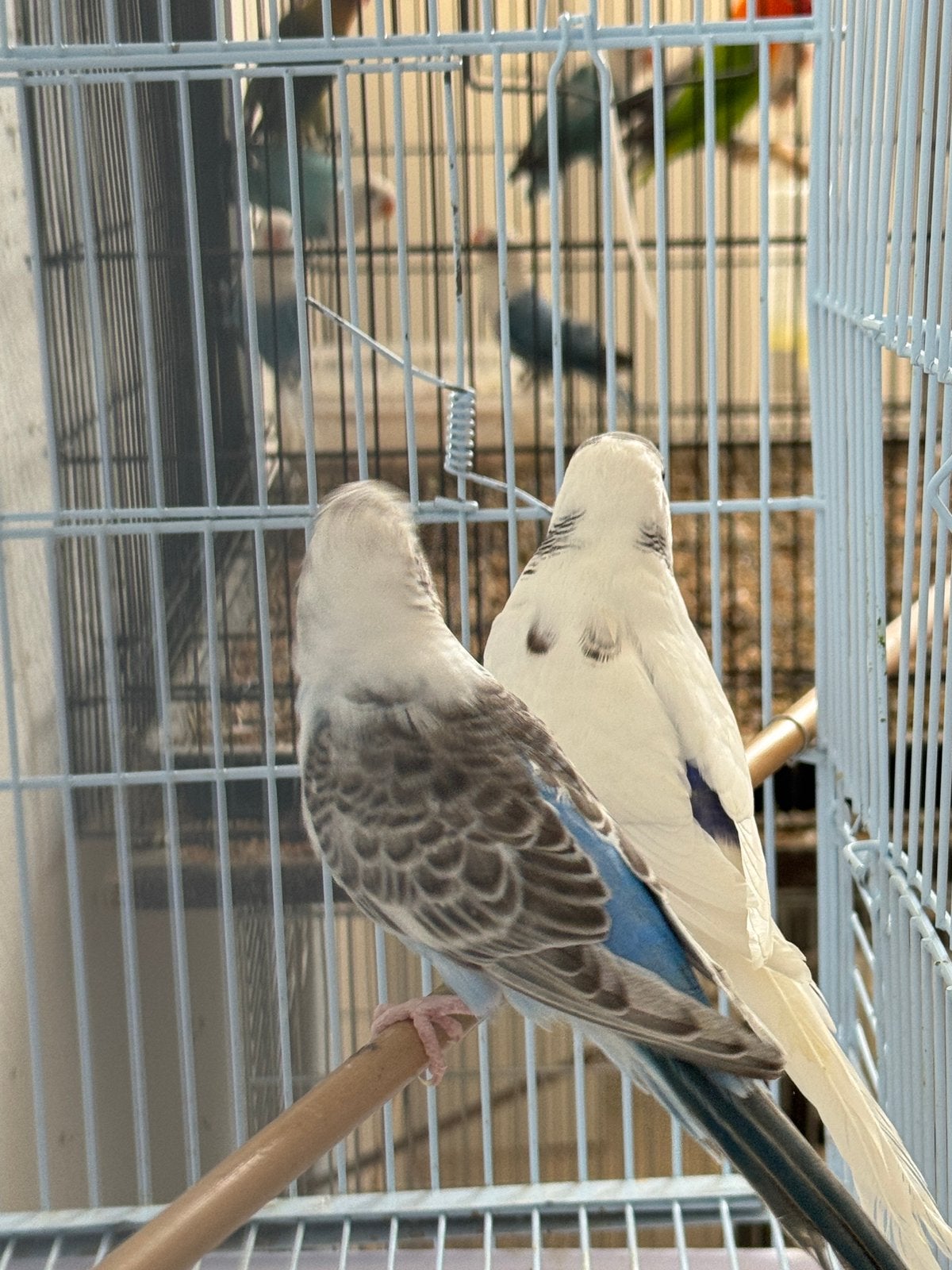 Couple perruche, Perruche