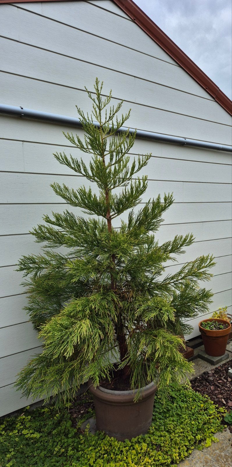 Sequoia, Jardin & Terrasse, Plantes | Arbres, Enlèvement